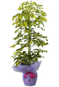 Schefflera Tekli �� mnekan saks� �i�e�i  Ankara demetevler �i�ek�i ma�azas� 