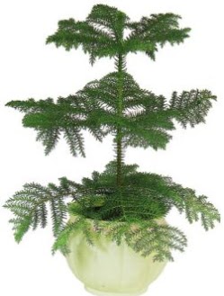 Araucaria Heterophylla i� mekan saks�  Ankara ucuz �i�ek g�nder �i�ek ma�azas� , �i�ek�i adresleri 