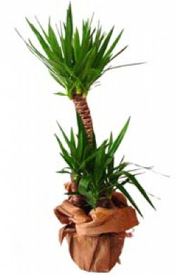 2 li yucca saks� �i�e�i  Ankara ucuz �i�ek g�nder �i�ek ma�azas� , �i�ek�i adresleri 