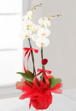 2 dallı beyaz orkide ve 1 adet kırmızı gül  Ankara demetevler anneler günü çiçek yolla  