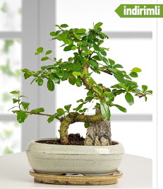 S eklinde ithal gerek bonsai japon aac  Ankara internetten iek sat 