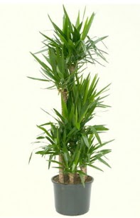 7 li yucca saks� bitkisi  Ankara demetevler �i�ek servisi , �i�ek�i adresleri 
