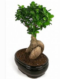 Bonsai saks� bitkisi japon a�ac�  Ankara demetevler �i�ek g�nderme �i�ek sipari�i sitesi 