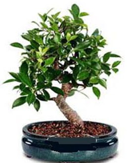 5 ya��nda japon a�ac� bonsai bitkisi  Ankara demetevler anneler g�n� �i�ek yolla 