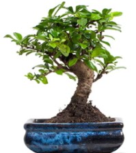 5 ya��nda japon a�ac� bonsai bitkisi  Ankara demetevler �i�ek sat��� 