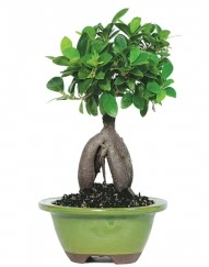 5 ya��nda japon a�ac� bonsai bitkisi  Ankara demetevler cicek , cicekci 