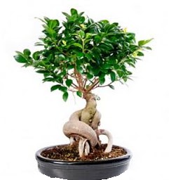 Bonsai Japon a�ac� saks� bitkisi  Ankara demetevler 14 �ubat sevgililer g�n� �i�ek 