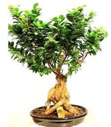 Bonsai Japon a�ac� saks� bitkisi  Ankara demetevler �i�ek g�nderme �i�ek sipari�i sitesi 