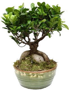 Japon aac bonsai saks bitkisi  Demetevler Ankara nternetten iek siparii 