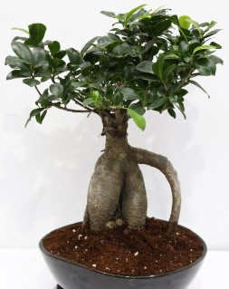 Japon aac bonsai saks bitkisi  Ankara demetevler iek siparii iek yolla 