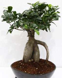 Japon a�ac� bonsai saks� bitkisi  Ankara demetevler �i�ek sipari�i �i�ek yolla 