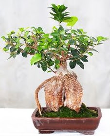 Japon a�ac� bonsai saks� bitkisi  demetevler �i�ek�i Ankara ucuz �i�ek g�nder 
