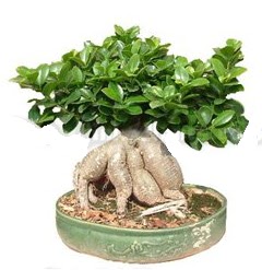 Japon aac bonsai saks bitkisi  Ankara demet iek gnderme 