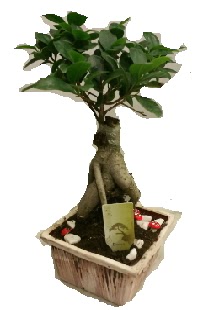 Japon a�ac� bonsai seramik saks�  Ankara ucuz �i�ek g�nder �i�ek ma�azas� , �i�ek�i adresleri 