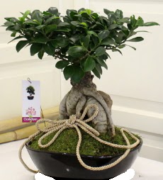 Japon aac bonsai sat  Ankara demetevler iek servisi , ieki adresleri 
