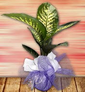 Orta boy Tropik saks bitkisi orta boy 65 cm  Ankara demetevler iek servisi , ieki adresleri 