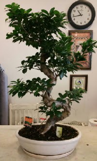 100 cm y�ksekli�inde dev bonsai japon a�ac�  Demetevler Ankara �nternetten �i�ek sipari�i 
