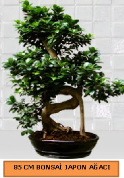 85 CM Japon a�ac� Bonsai saks� bitkisi  demetevler �i�ek�i Ankara ucuz �i�ek g�nder 