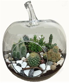 Terrarium tanzim elma camda 5 kakt�s  Ankara demetevler �i�ek g�nderme �i�ek sipari�i sitesi 