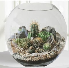 Cam fanus Terrarium 5 kakt�s  Ankara ucuz �i�ek g�nder �i�ek ma�azas� , �i�ek�i adresleri 