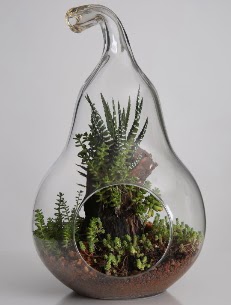 Armut cam k���k boy terrarium  Ankara demetevler �i�ek servisi , �i�ek�i adresleri 
