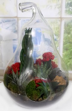 5 adet kakt�s orta boy armut terrarium  Ankara demetevler �i�ek g�nderme �i�ek sipari�i sitesi 