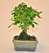 Zelco bonsai saks bitkisi  Ankara demetevler iek servisi , ieki adresleri 
