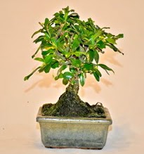 Zelco bonsai saks� bitkisi  Ankara demetevler �i�ek servisi , �i�ek�i adresleri 