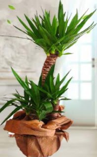 2 li yucca saks� �i�ek bitkisi  Ankara demetevler �i�ek g�nderme �i�ek sipari�i sitesi 