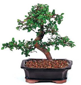 thal bonsai japon aac  Ankara demetevler iek gnderme iek siparii sitesi 
