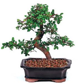 �thal bonsai japon a�ac�  Ankara demetevler �i�ek g�nderme �i�ek sipari�i sitesi 