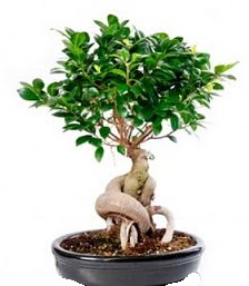 Bonsai japon a�ac� seramik i�inde  demetevler �i�ek yolla Ankara �i�ek�iler 