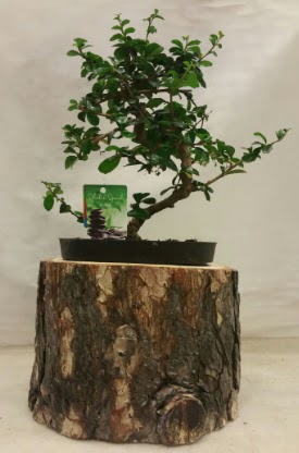 Doal ktk iinde bonsai japon aac  Demetevler Ankara nternetten iek siparii 