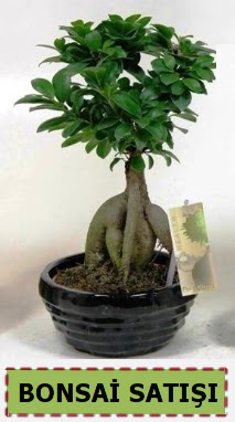 Bonsai japon a�ac� ginseng bonsai  Ankara ucuz �i�ek g�nder �i�ek ma�azas� , �i�ek�i adresleri 