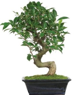 Bonsai saks� bitkisi japon a�ac�  Ankara demetevler �i�ek sipari�i vermek 
