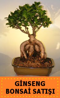 Ginseng bonsai sat japon aac  Ankara demetevler cicek , cicekci 