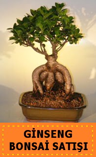 Ginseng bonsai sat��� japon a�ac�  Ankara demetevler cicek , cicekci 