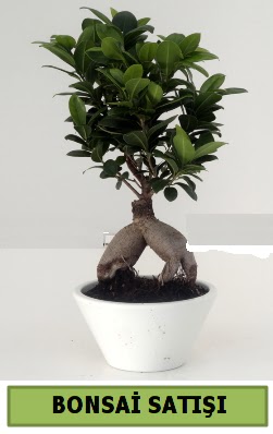 Bonsai japon a�ac� sat���  Ankara demetevler �i�ek servisi , �i�ek�i adresleri 
