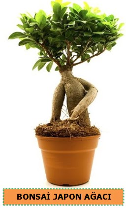Bonsai japon a�ac� sat���  Ankara demetevler �i�ek servisi , �i�ek�i adresleri 