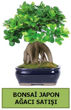 Bonsai japon a�ac� sat���  Ankara demetevler �i�ek sat��� 
