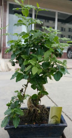 Bonsai japon a�ac� saks� bitkisi  Ankara demetevler �i�ek sipari�i vermek 