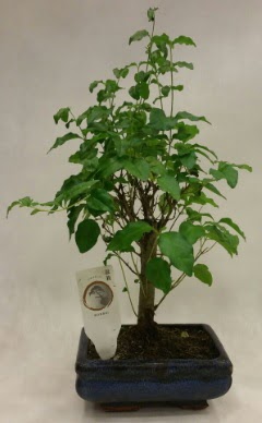 Minyat�r bonsai japon a�ac� sat���  Ankara demetevler �i�ek yolla �i�ek�i telefonlar� 
