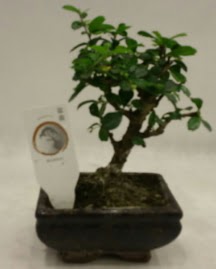 K���k minyat�r bonsai japon a�ac�  Ankara demet �i�ek g�nderme 