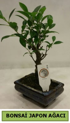 Bonsai japon a�ac� saks� bitkisi  Ankara demetevler �i�ek servisi , �i�ek�i adresleri 