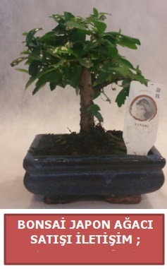 Japon a�ac� minya�r bonsai sat���  Ankara demetevler �i�ek sat��� 