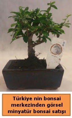 Japon a�ac� bonsai sat��� ithal g�rsel  Ankara demetevler �i�ek sipari�i �i�ek yolla 