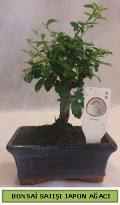 Minyatr bonsai aac sat  Ankara demet iek gnderme 