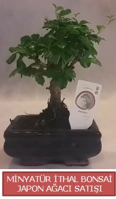 K���k g�rsel bonsai japon a�ac� bitkisi  Ankara �i�ek , �i�ek�i , �i�ek�ilik 