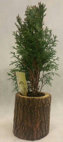 SINIRLI STOK Selvi Bonsai Do�al k�t�kte  Demetevler Ankara �nternetten �i�ek sipari�i 