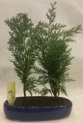 SINIRLI SAYIDA Selvi A�ac� bonsai ikili  Ankara demetevler �i�ek yolla �i�ek�i telefonlar� 